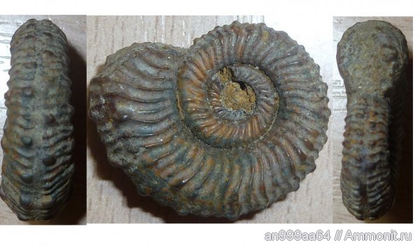 аммониты, юра, Kosmoceras, келловей, Саратовская область, Ammonites, Callovian, Jurassic, Middle Jurassic