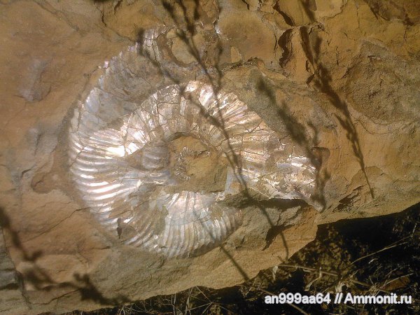 мел, Deshayesites, аптский ярус, Aptian, Cretaceous