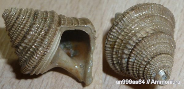 гастроподы, юра, келловей, Eucyclus, Дубки, Саратовская область, Eucycloscala, Eucyclus pseudoarmiger, Callovian, Jurassic, Middle Jurassic