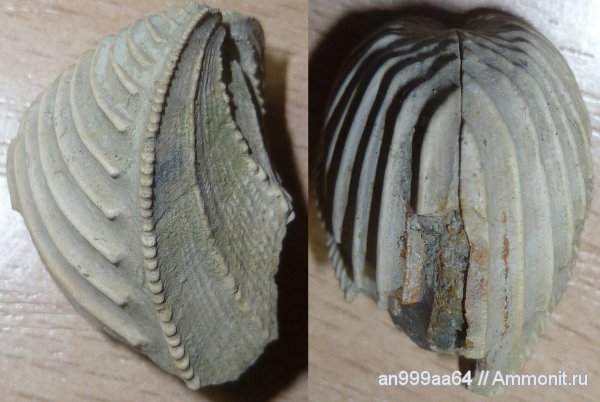 юра, келловей, Trigonia, Дубки, тригонии, Callovian, Jurassic, Middle Jurassic