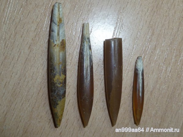 белемниты, юра, келловей, Дубки, Hibolithes, Callovian, Jurassic, Middle Jurassic, belemnites