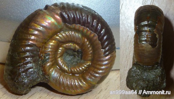 юра, келловей, Дубки, Perisphinctidae, Саратовская область, Alligaticeras, Callovian, Jurassic, Middle Jurassic