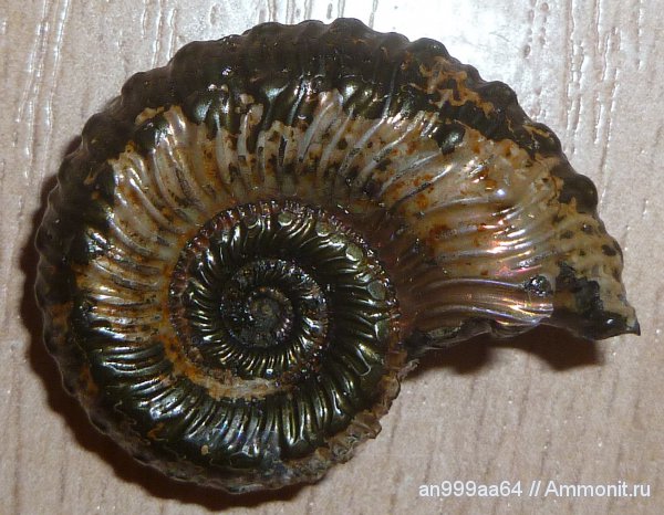 юра, Kosmoceras, келловей, Дубки, Callovian, Jurassic, Middle Jurassic