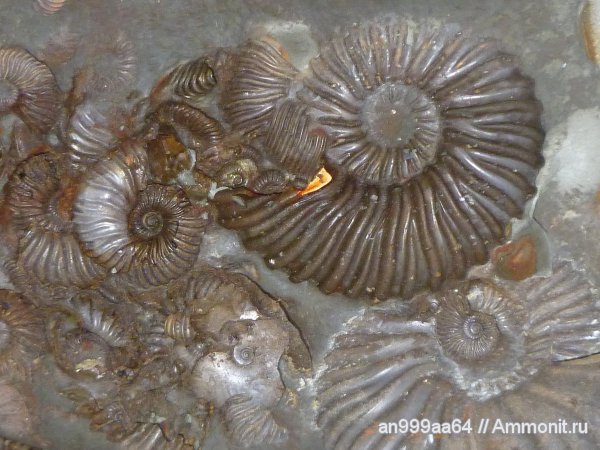 мел, Deshayesites, апт, Широкий Буерак, Aptian, Cretaceous