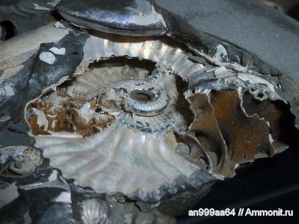 мел, Deshayesites, апт, Широкий Буерак, Aptian, Cretaceous