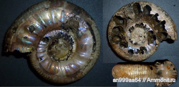 аммониты, юра, келловей, Choffatia, Дубки, Perisphinctidae, Саратовская область, Choffatia poculum, Ammonites, Poculisphinctes Leckenby, Poculisphinctes, Callovian, Jurassic, Middle Jurassic