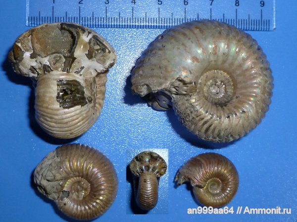 аммониты, юра, келловей, Дубки, Eboraciceras, Eboraciceras carinatum, Саратовская область, Ammonites, Eboraciceras rybinskianum, Callovian, Jurassic, Middle Jurassic