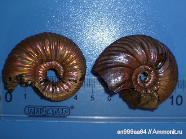 юра, келловей, Quenstedtoceras, Дубки, Vertumniceras, Саратовская область, Quenstedtoceras flexicostatum, Vertumniceras mariae, Callovian, Jurassic, Middle Jurassic