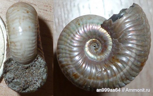 юра, келловей, Quenstedtoceras, Дубки, Саратовская область, Quenstedtoceras carinatum, Callovian, Jurassic, Middle Jurassic