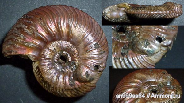 юра, келловей, Quenstedtoceras, Дубки, прижизненные повреждения, Quenstedtoceras praelamberti, Саратовская область, ammonoid sublethal injuries, Callovian, Jurassic, Middle Jurassic