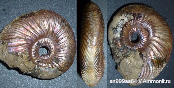 юра, келловей, Quenstedtoceras, Quenstedtoceras lamberti, Дубки, прижизненные повреждения, Саратовская область, Callovian, Jurassic, Middle Jurassic