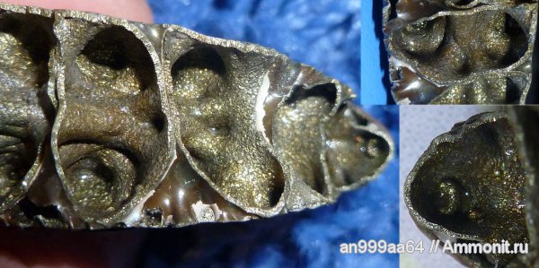 юра, келловей, Quenstedtoceras, Quenstedtoceras lamberti, Дубки, Саратовская область, Callovian, Jurassic, Middle Jurassic