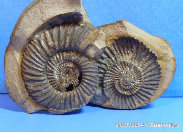 юра, байос, Карачаево-Черкессия, Parkinsonia, верхний байос, джангурская свита, Bajocian, Jurassic