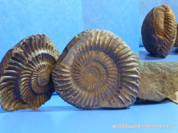 юра, байос, Карачаево-Черкессия, Parkinsonia, верхний байос, джангурская свита, Bajocian, Jurassic