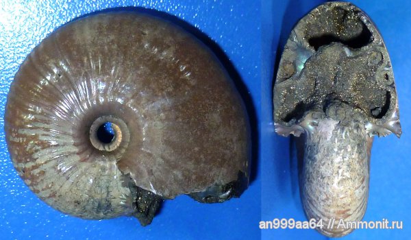 юра, Михайлов, Funiferites, средний келловей, Funiferites allae, Jurassic, Middle Callovian