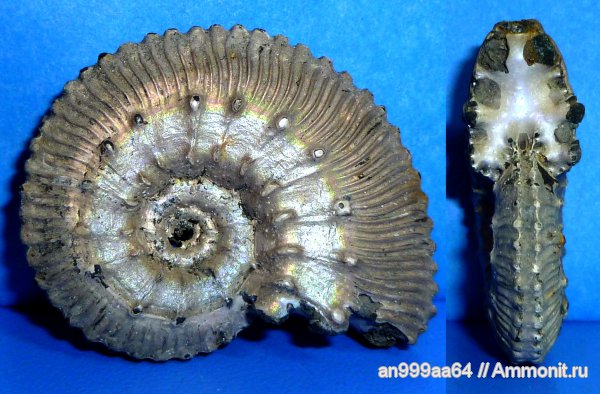 юра, Михайлов, Kosmoceras, средний келловей, Jurassic, Middle Callovian, Kosmoceras fasciculatum