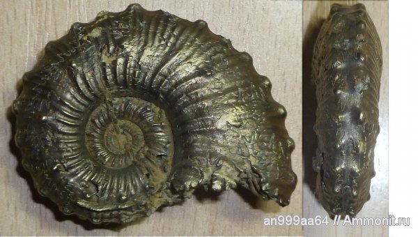 юра, Kosmoceras, верхний келловей, Дубки, Саратовская область, Jurassic