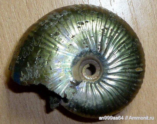 юра, Михайлов, Funiferites, средний келловей, Funiferites allae, лопастные линии, Jurassic, Middle Callovian