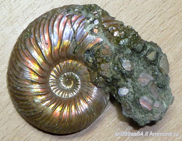 аммониты, Quenstedtoceras, Дубки, Саратовская область, Ammonites