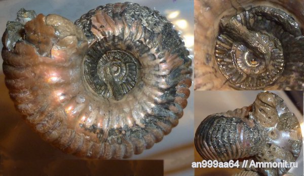 юра, келловей, Дубки, Eboraciceras, Eboraciceras carinatum, Саратовская область, Callovian, Jurassic, Middle Jurassic