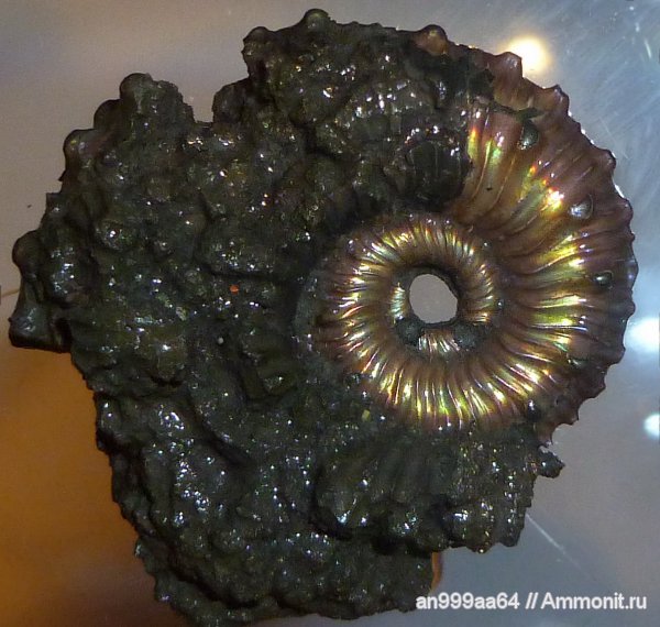 юра, Kosmoceras, верхний келловей, Дубки, Kosmoceras spinosum, Jurassic