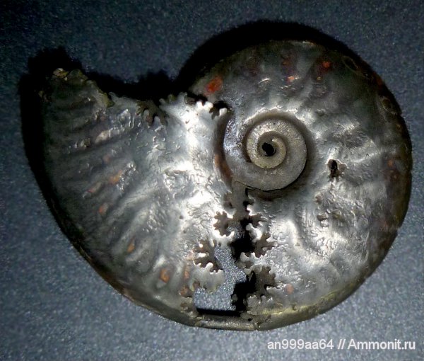 юра, Михайлов, Brightia, средний келловей, сифон, Jurassic, Middle Callovian