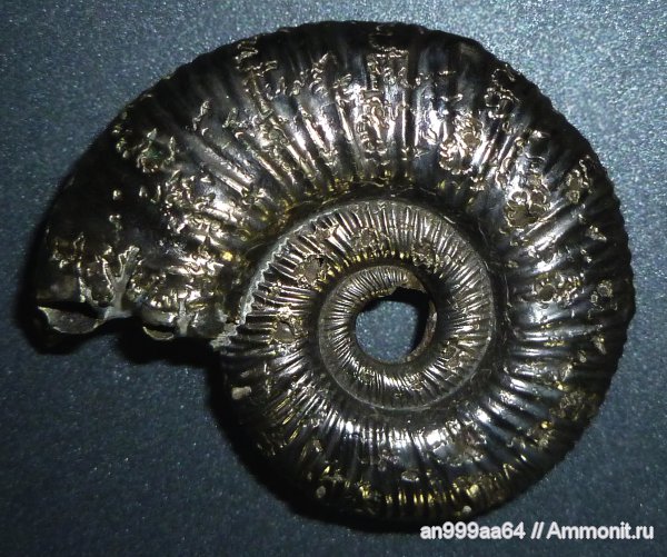 юра, Михайлов, Binatisphinctes, средний келловей, Jurassic, Middle Callovian