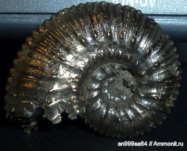 юра, Михайлов, Kosmoceras, средний келловей, Jurassic, Middle Callovian