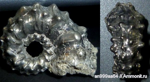 юра, Михайлов, Kosmoceras, средний келловей, Kosmoceras pollux, Jurassic, Middle Callovian