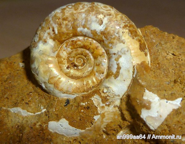 юра, нижний келловей, Perisphinctidae, Proplanulites, Спартак, Jurassic, Lower Callovian