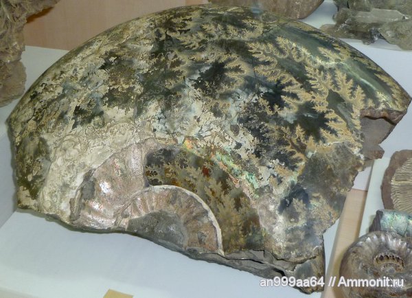 юра, музеи, келловей, Quenstedtoceras, Саратовская область, лопастные линии, Callovian, Jurassic, Middle Jurassic