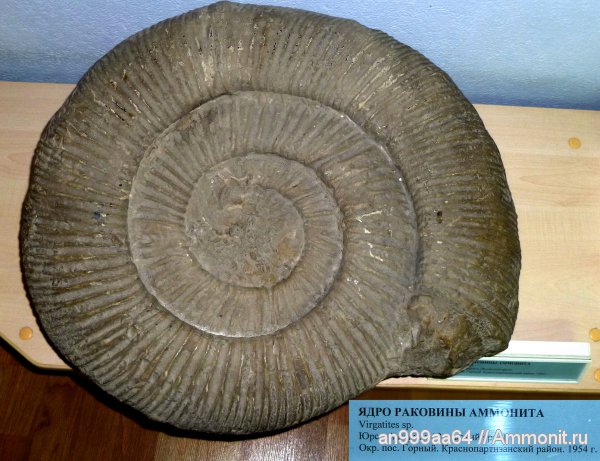 юра, Virgatites, музеи, Саратовская область, Jurassic