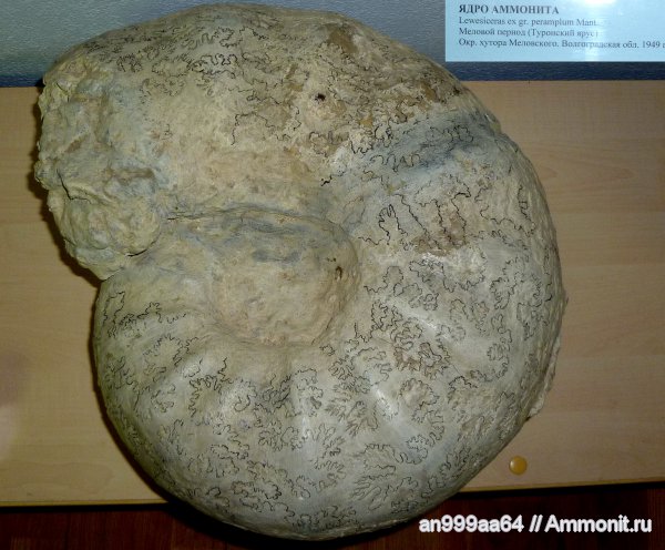 мел, музеи, Lewesiceras, турон, Волгоградская область, Turonian, Cretaceous