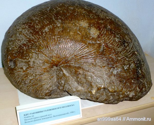 мел, Nautilus, музеи, Cymatoceras, Волгоградская область, Cretaceous