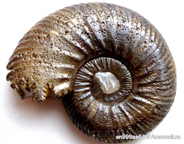 юра, келловей, Quenstedtoceras, Quenstedtoceras lamberti, Дубки, Саратовская область, лопастные линии, Callovian, Jurassic, Middle Jurassic