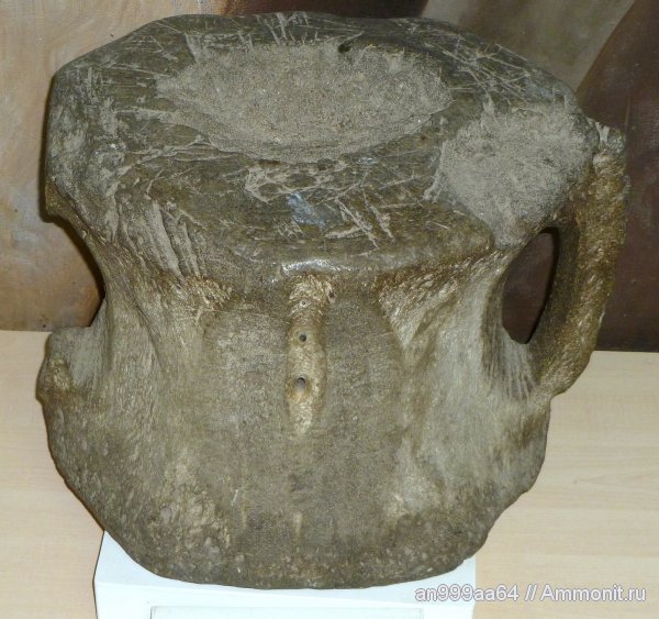 неоген, музеи, киты