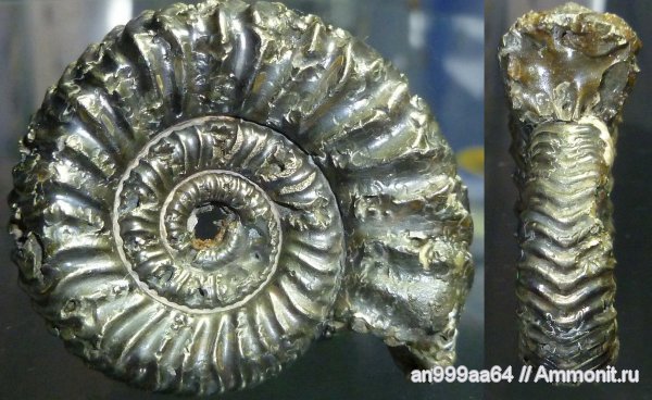 юра, келловей, Дубки, Vertumniceras, Саратовская область, Vertumniceras trapezoidalis, Callovian, Jurassic, Middle Jurassic