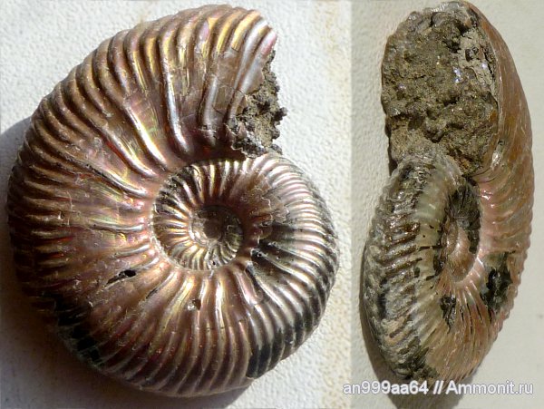 аммониты, Quenstedtoceras, Дубки, Саратовская область, Ammonites, Quenstedtoceras henrici
