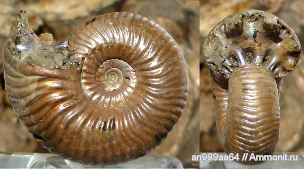 юра, келловей, Дубки, Eboraciceras, Eboraciceras carinatum, Саратовская область, Eboraciceras rybinskianum, Callovian, Jurassic, Middle Jurassic