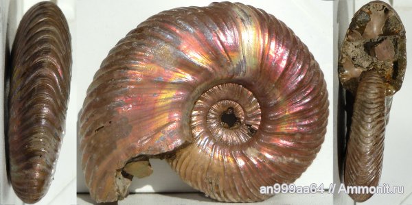 аммониты, юра, микроконхи, келловей, Quenstedtoceras, Quenstedtoceras lamberti, Дубки, прижизненные повреждения, Саратовская область, Ammonites, Microconchs, Callovian, Jurassic, Middle Jurassic