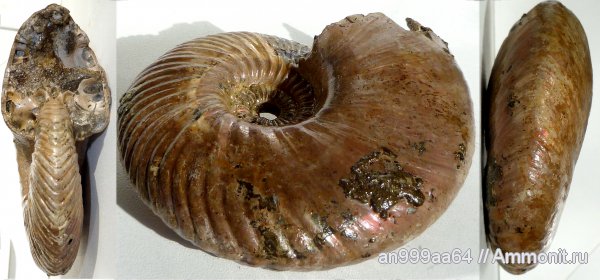 аммониты, юра, макроконхи, келловей, Quenstedtoceras, Дубки, Саратовская область, Ammonites, Quenstedtoceras henrici, Macroconchs, Callovian, Jurassic, Middle Jurassic