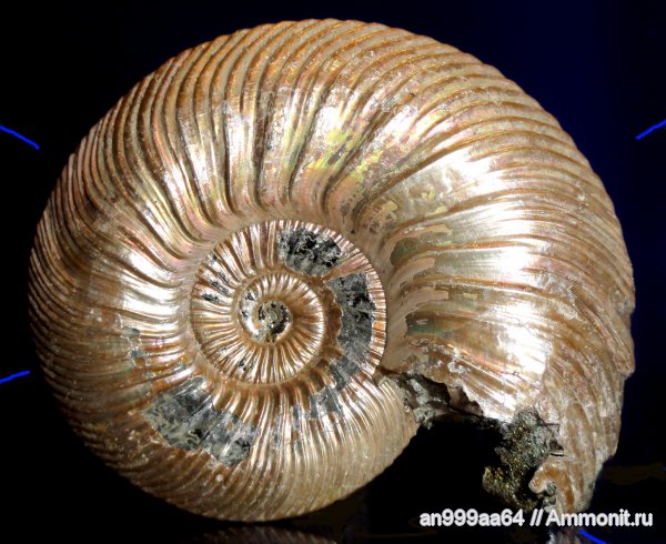 аммониты, юра, микроконхи, келловей, Quenstedtoceras, Quenstedtoceras lamberti, Дубки, Саратовская область, Ammonites, Microconchs, Callovian, Jurassic, Middle Jurassic