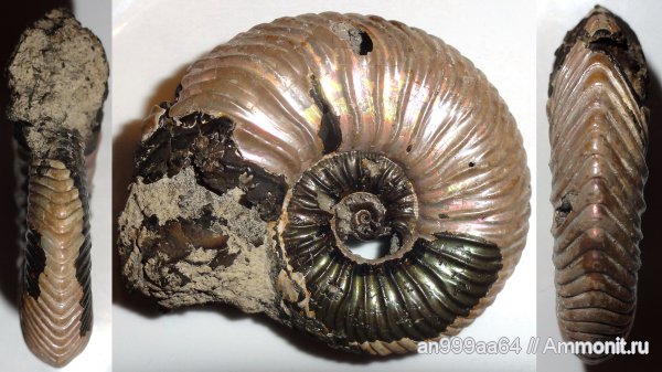 аммониты, юра, келловей, Quenstedtoceras, Дубки, Vertumniceras, Саратовская область, Ammonites, Callovian, Jurassic, Middle Jurassic