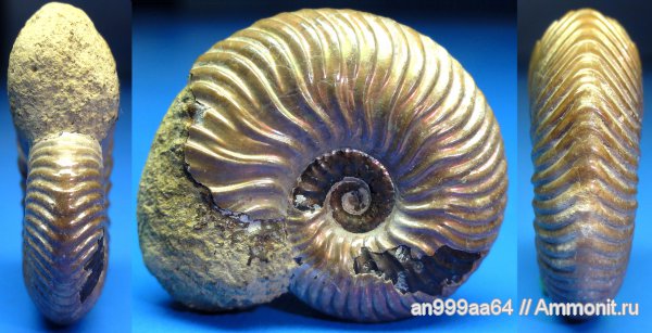 аммониты, юра, келловей, Дубки, Vertumniceras, Саратовская область, Ammonites, Callovian, Jurassic, Middle Jurassic