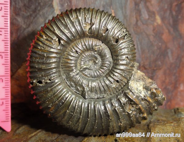 аммониты, юра, Peltoceras, Дубки, Саратовская область, Peltoceras arduennense, Ammonites, Peltoceratinae, Aspidoceratidae, Jurassic