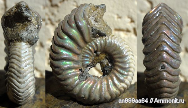 аммониты, юра, келловей, Дубки, Vertumniceras, Саратовская область, Vertumniceras angulatum, Ammonites, Callovian, Jurassic, Middle Jurassic