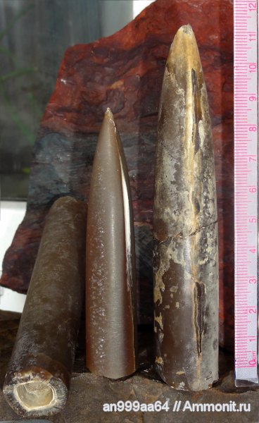 белемниты, юра, оксфорд, Дубки, Oxfordian, Jurassic, belemnites