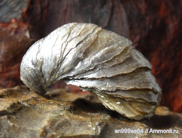 оксфорд, грифеи, Gryphaea, Дубки, Oxfordian