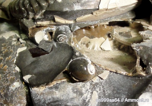 гастроподы, мел, апт, Широкий Буерак, Aptian, Cretaceous