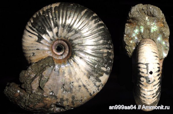 аммониты, юра, Михайлов, Funiferites, келловей, Funiferites patruus, Ammonites, Callovian, Jurassic, Middle Jurassic